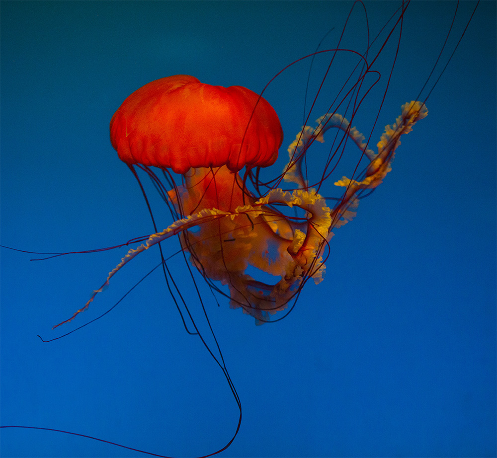 水母海洋世界,中国海洋世界水母馆