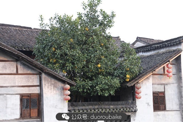 古镇寻肉记：那些旅行中遇见的植物！