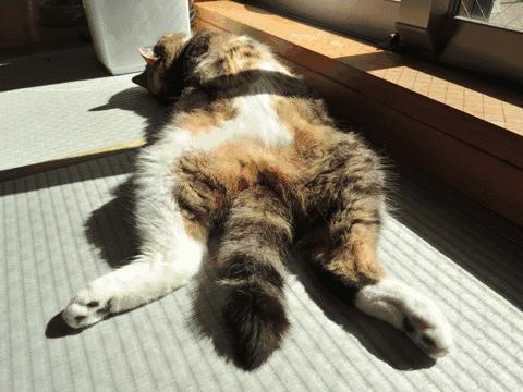 补钙有讲究方法很重要您学会了吗,补钙的五大误区及正确补钙方法