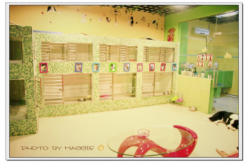 家庭式寄养哪家比较好,家庭式寄养靠谱吗