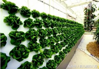 奇！树木会爬墙—智慧农业带你玩转雾培植物墙