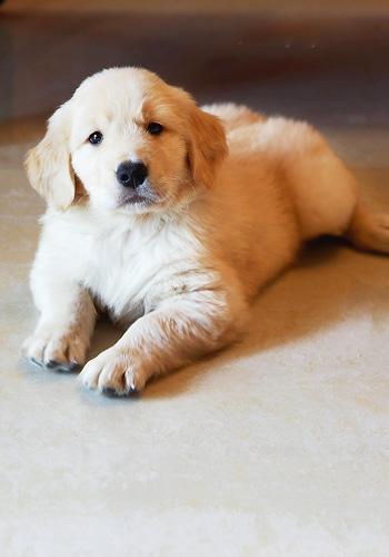 高智商的犬种,高智商的金毛犬视频