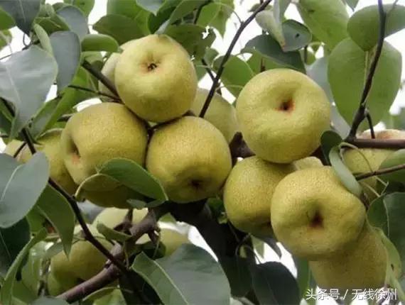 徐州特产有哪些值得带的,徐州适合带什么特产回家呢