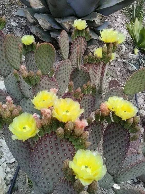 涓浗鍥借姳澶ц祻鍥剧墖,鍥借姳澶ц祻浜氭床鍥剧墖