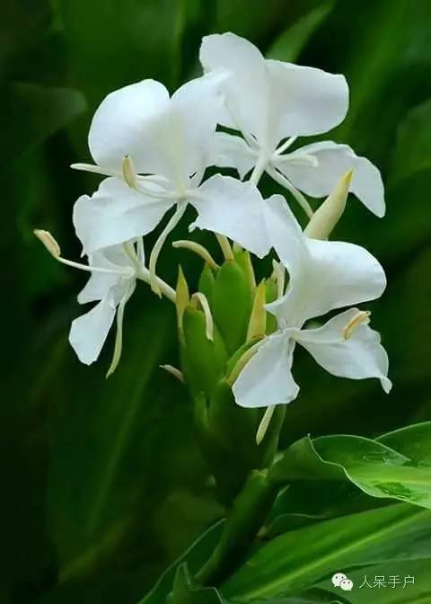 涓浗鍥借姳澶ц祻鍥剧墖,鍥借姳澶ц祻浜氭床鍥剧墖