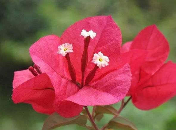 涓浗鍥借姳澶ц祻鍥剧墖,鍥借姳澶ц祻浜氭床鍥剧墖