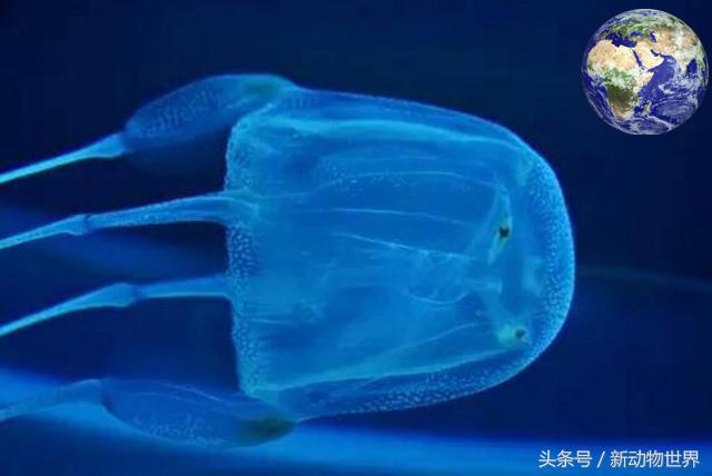 世界上最致命的8个毒动物,世界上最毒的动物在一起会怎么样