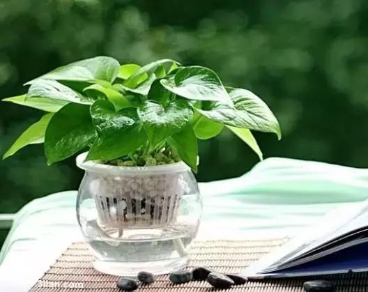 毒花品种大全,耐寒年宵花品种