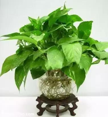 毒花品种大全,耐寒年宵花品种