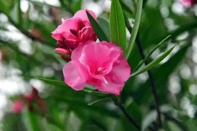 毒花品种大全,耐寒年宵花品种