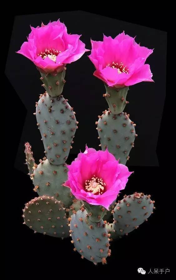 涓浗鍥借姳澶ц祻鍥剧墖,鍥借姳澶ц祻浜氭床鍥剧墖