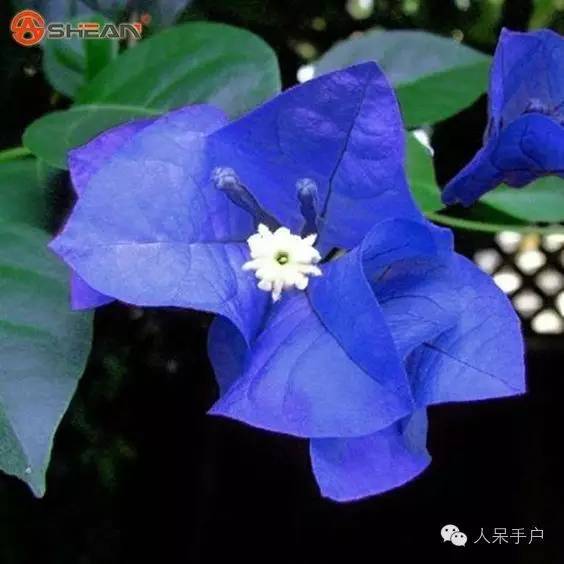 涓浗鍥借姳澶ц祻鍥剧墖,鍥借姳澶ц祻浜氭床鍥剧墖