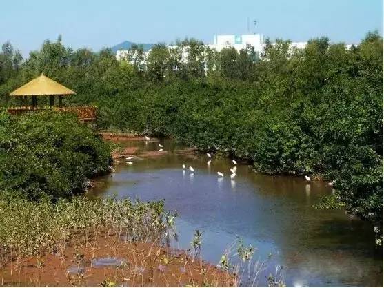 冬天的大亚湾,惠州大亚湾夏天的真实感受