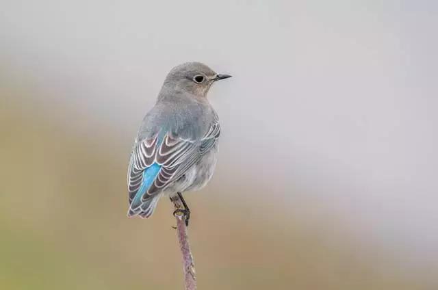 亲子阅读21天的心得和感悟,亲子阅读的正确打开方式是怎样的