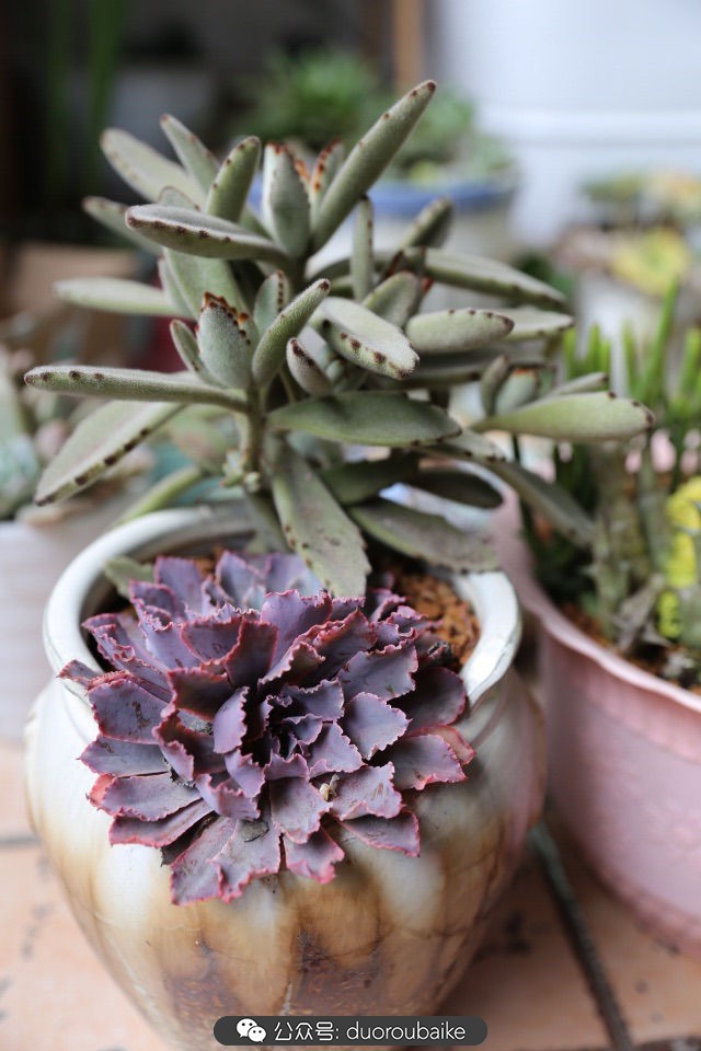 爱生活爱养花花卉绿植养护小知识,爱生活爱养花多肉植物养护小技巧