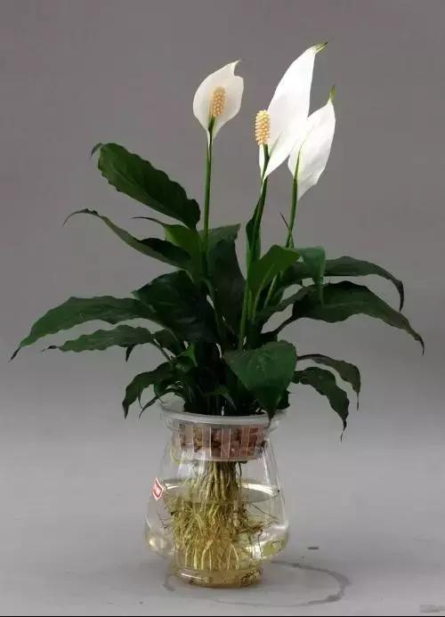 毒花品种大全,耐寒年宵花品种