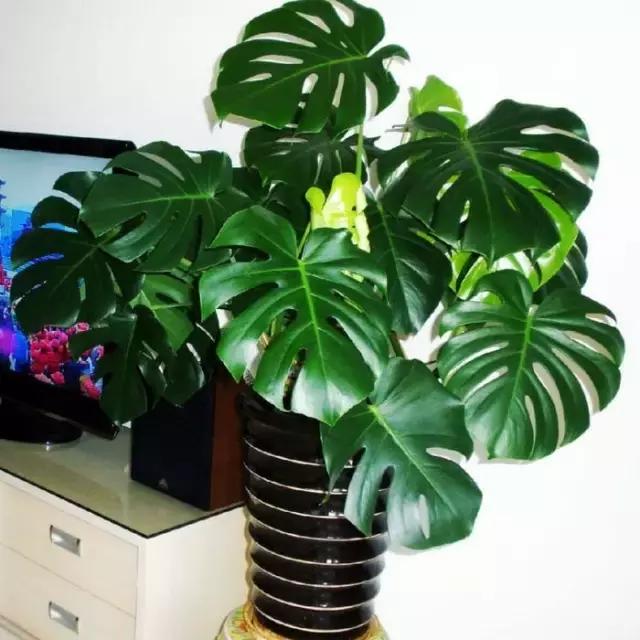 毒花品种大全,耐寒年宵花品种