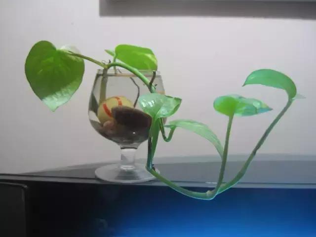 毒花品种大全,耐寒年宵花品种