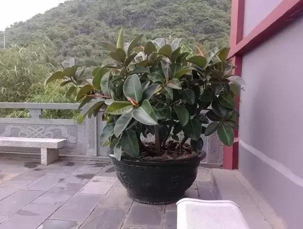 毒花品种大全,耐寒年宵花品种