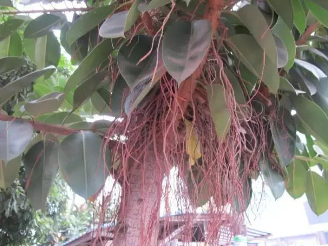 毒花品种大全,耐寒年宵花品种