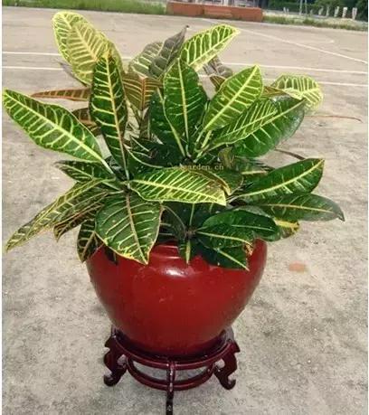 毒花品种大全,耐寒年宵花品种