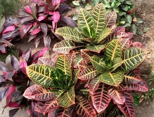 毒花品种大全,耐寒年宵花品种