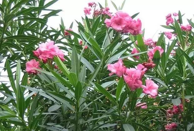 毒花品种大全,耐寒年宵花品种