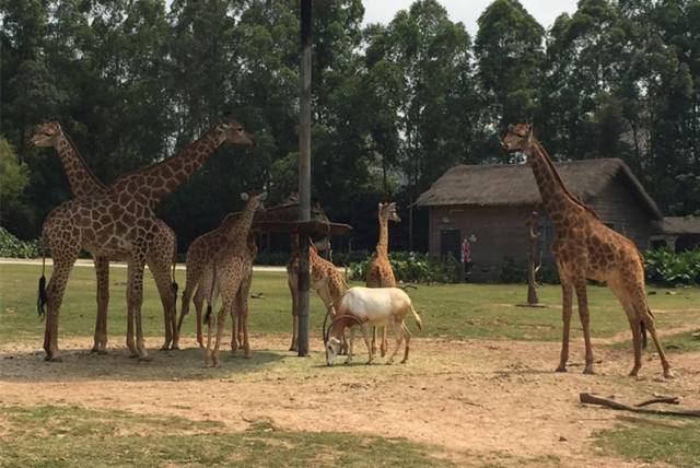 长隆攻略水上乐园和大马戏,广州长隆动物世界旅游攻略