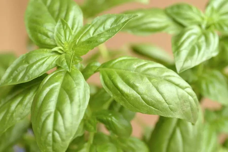 小茴香黑胡椒孜然配方,黑胡椒孜然小茴香