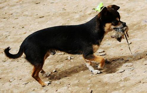 灭鼠家里面的老鼠的最好方法,农村冬天房子顶上有老鼠怎么办