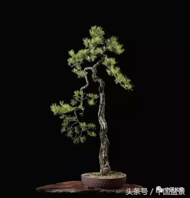 扇面文化与松柏盆景艺术欣赏