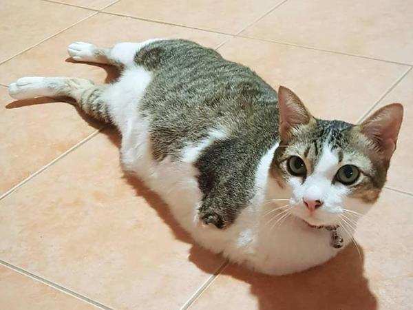 失去了前腿和尾巴，袋鼠猫的萌哒哒生活