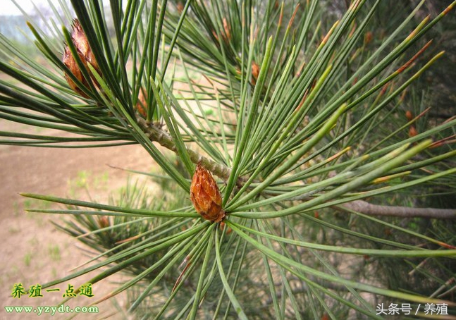 十种树叶养兔可部分替代饲料,哪种牧草养兔长得快最有效