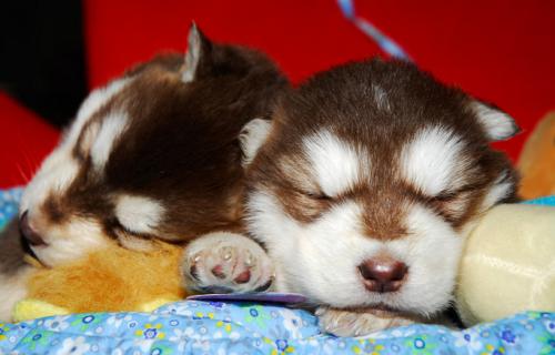 狗狗便便不成形但精神好怎么回事,狗狗便便成形但有两滴稀便