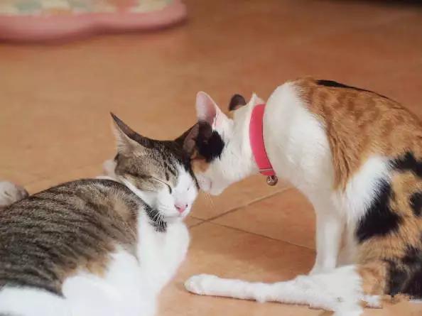 失去了前腿和尾巴，袋鼠猫的萌哒哒生活