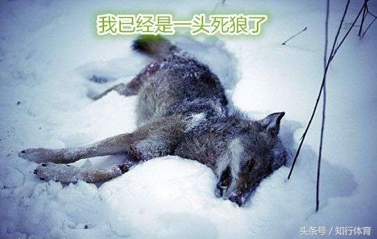 狼四崩,狼四最后结局