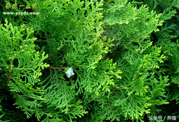 十种树叶养兔可部分替代饲料,哪种牧草养兔长得快最有效