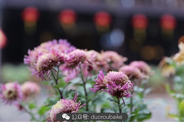 古镇寻肉记：那些旅行中遇见的植物！