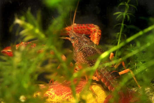 稻田养殖小龙虾最新技术视频,人工养殖小龙虾一亩多少利润