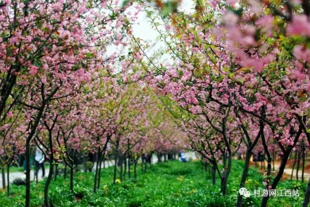 青岛冬季赏梅花的好去处,冬季梅花旅游攻略