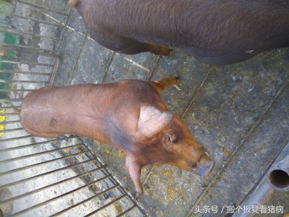 如何做好公猪的饲养管理,养猪公猪该怎么管理