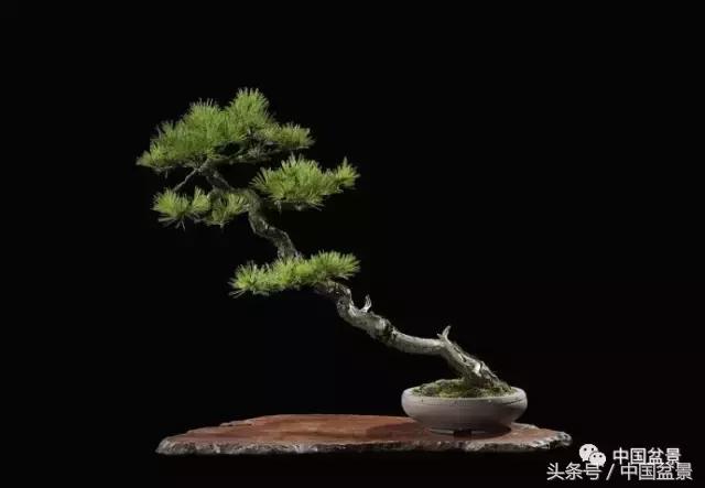 扇面文化与松柏盆景艺术欣赏