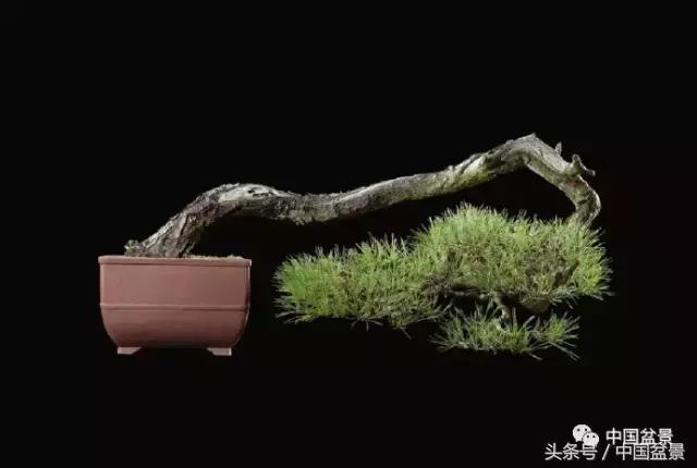 扇面文化与松柏盆景艺术欣赏