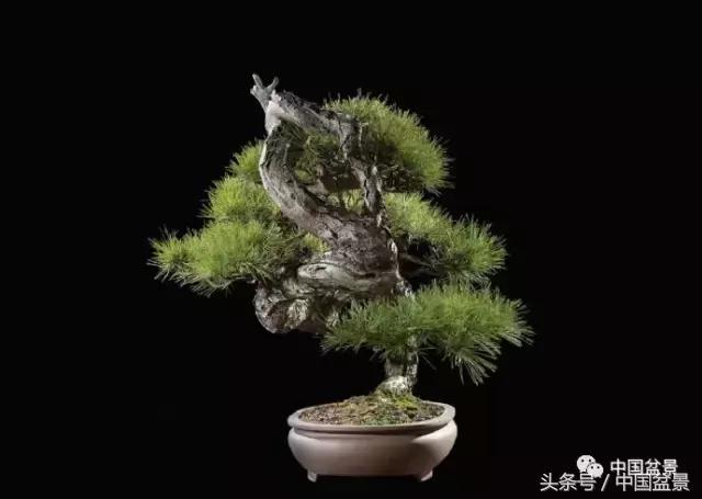 扇面文化与松柏盆景艺术欣赏