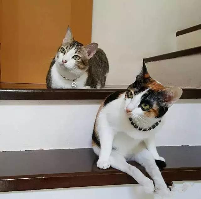 失去了前腿和尾巴，袋鼠猫的萌哒哒生活