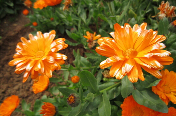 脸上长斑快速祛斑,脸上祛斑应该敷哪种面膜