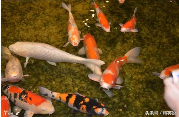 大兴国际机场免税店购物攻略,十大机场免税店品牌