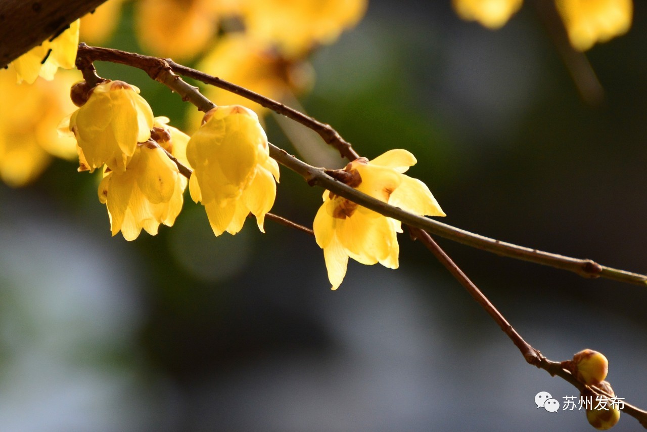 网师园里访腊梅：香密染成宫样黄……