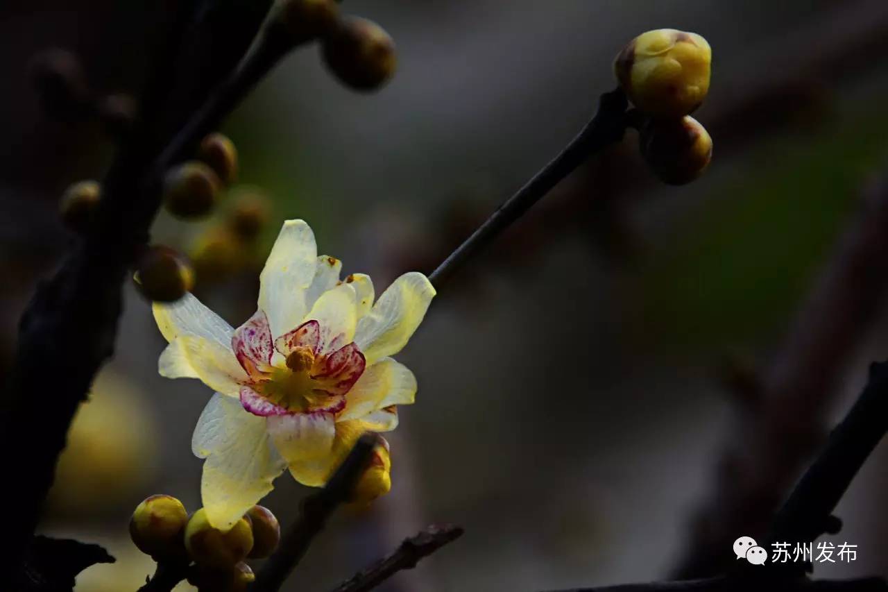 网师园里访腊梅：香密染成宫样黄……