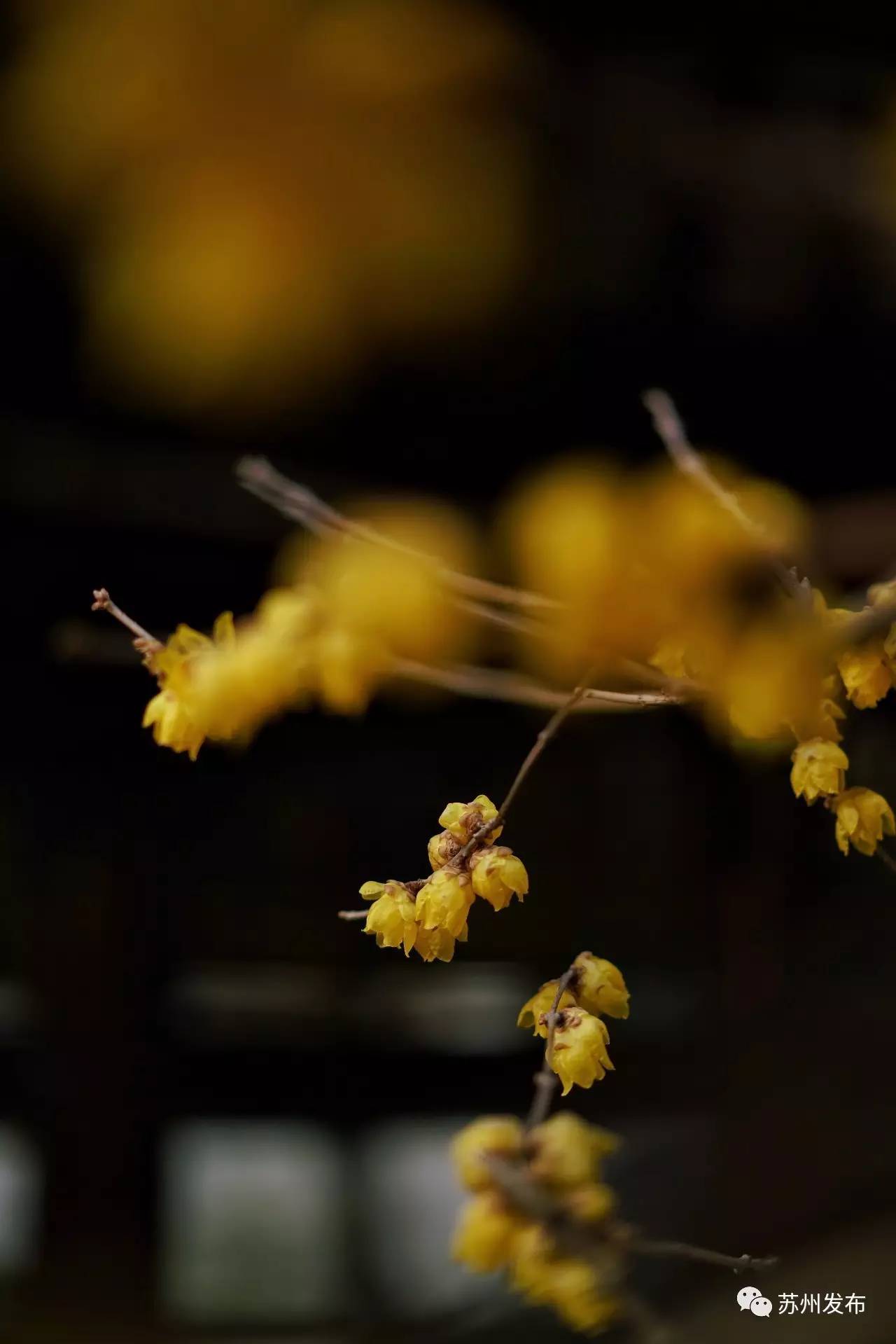 网师园里访腊梅：香密染成宫样黄……